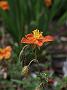 Helianthemum Bronzeteppich_2
